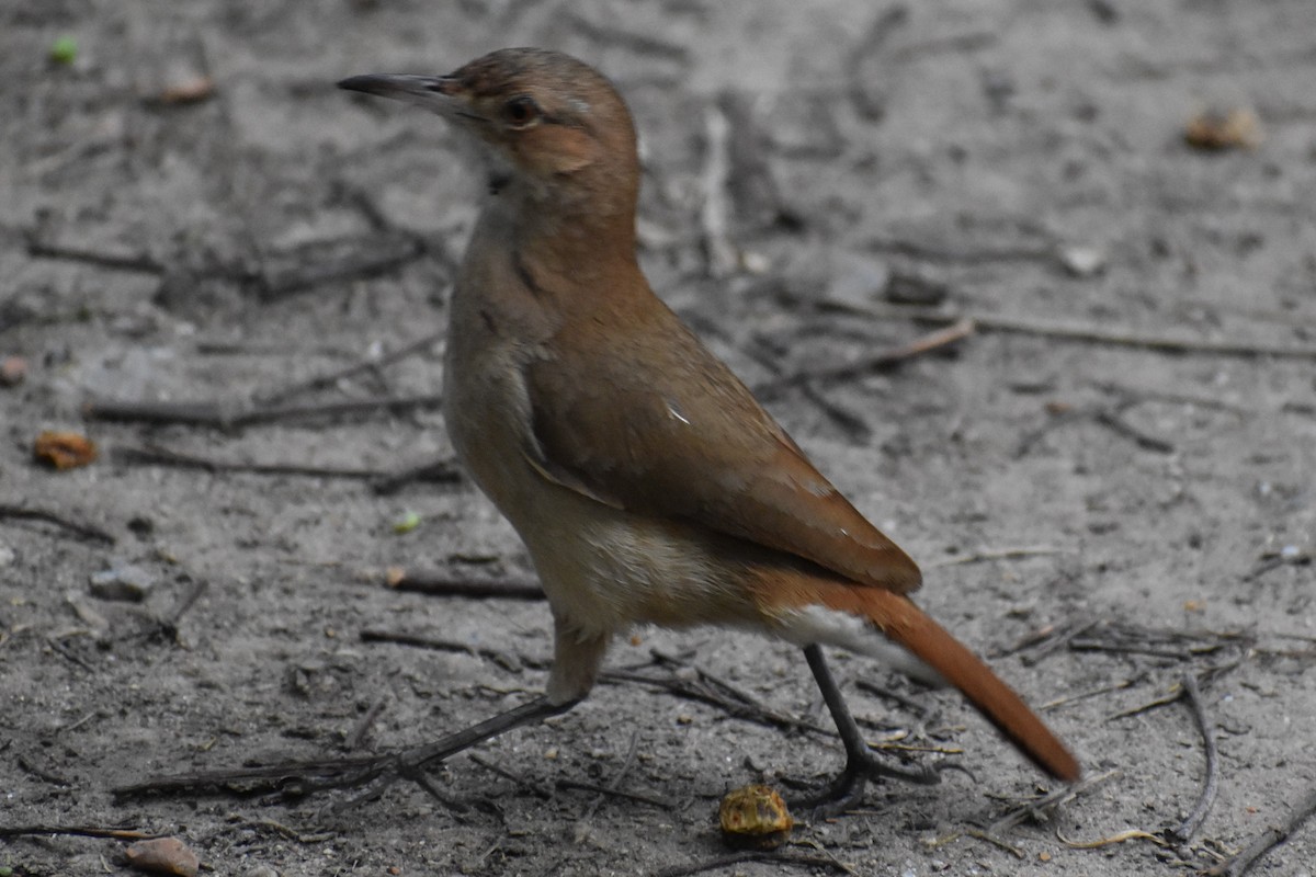 セアカカマドドリ - ML645970037