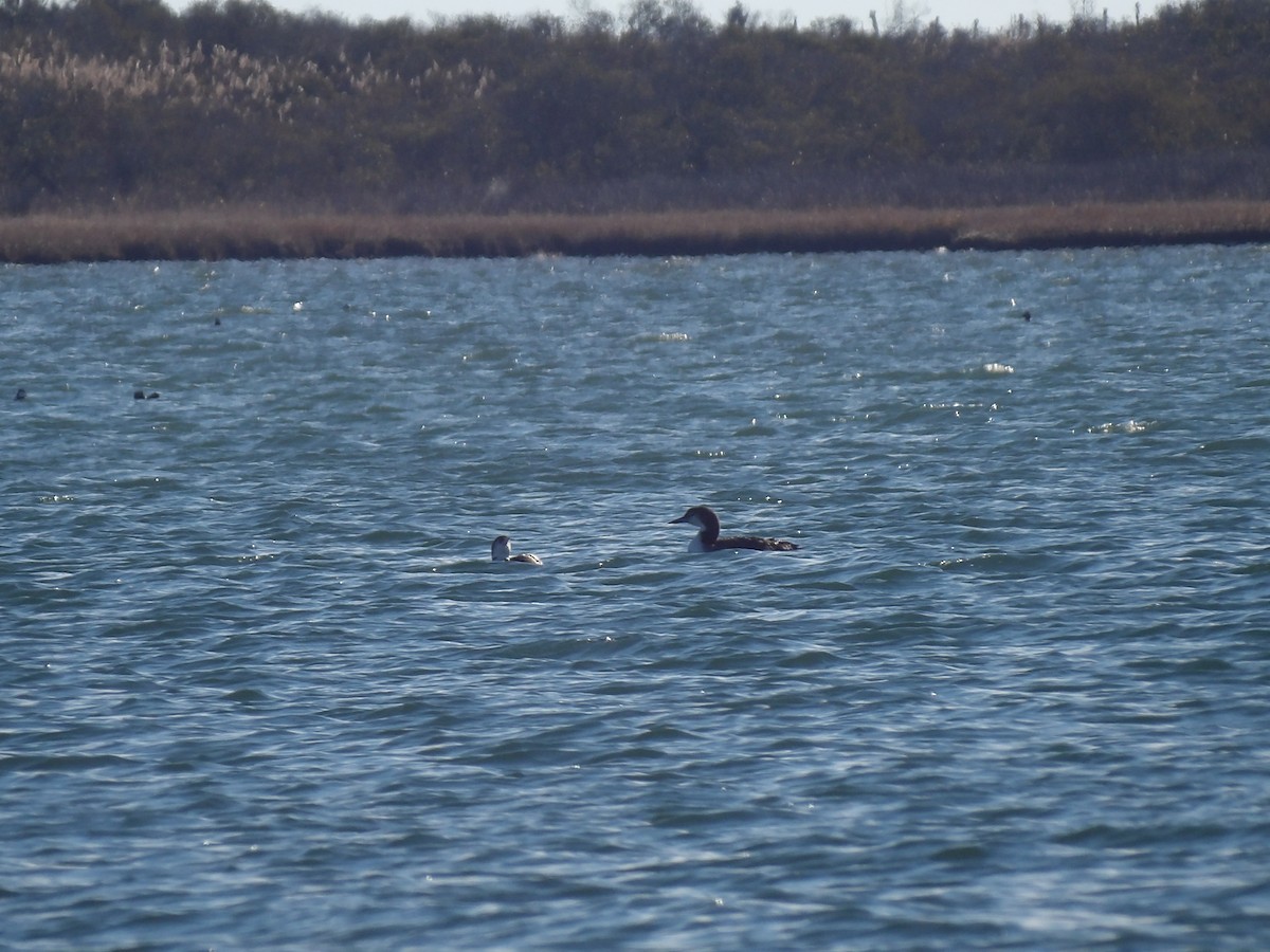 ハシグロアビ - ML645970038