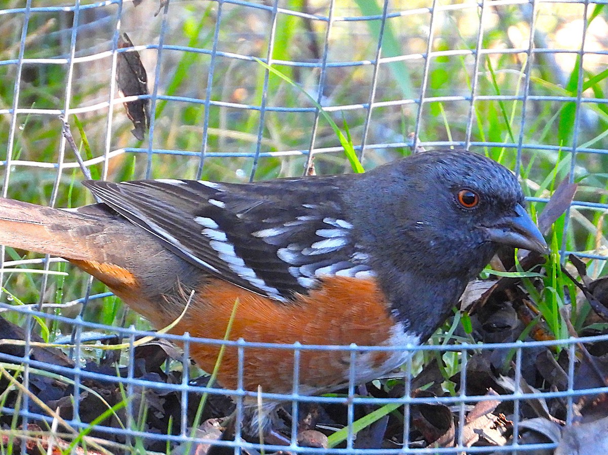 ホシワキアカトウヒチョウ - ML645970039