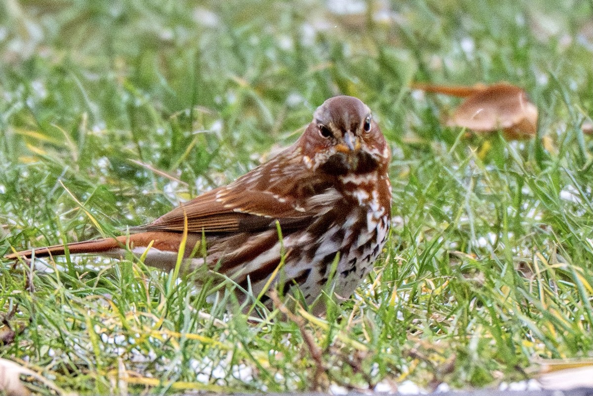 ゴマフスズメ - ML645970040