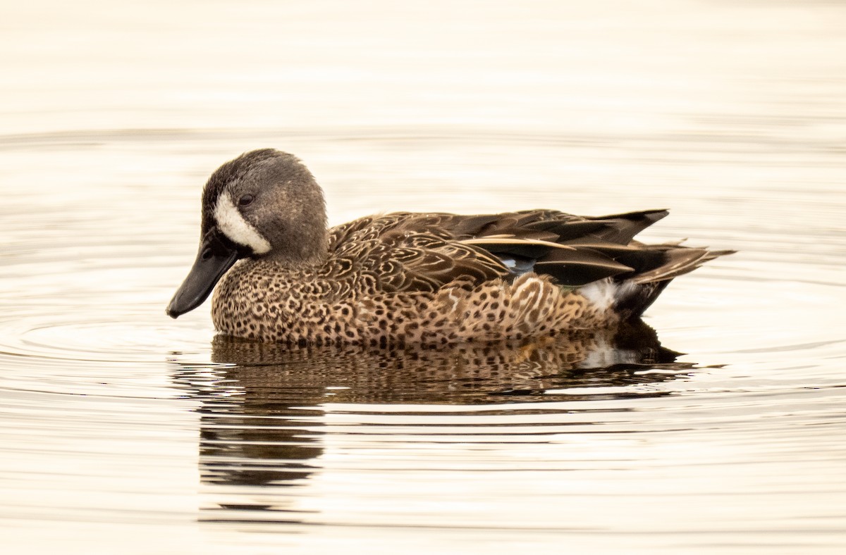 ミカヅキシマアジ - ML645970041