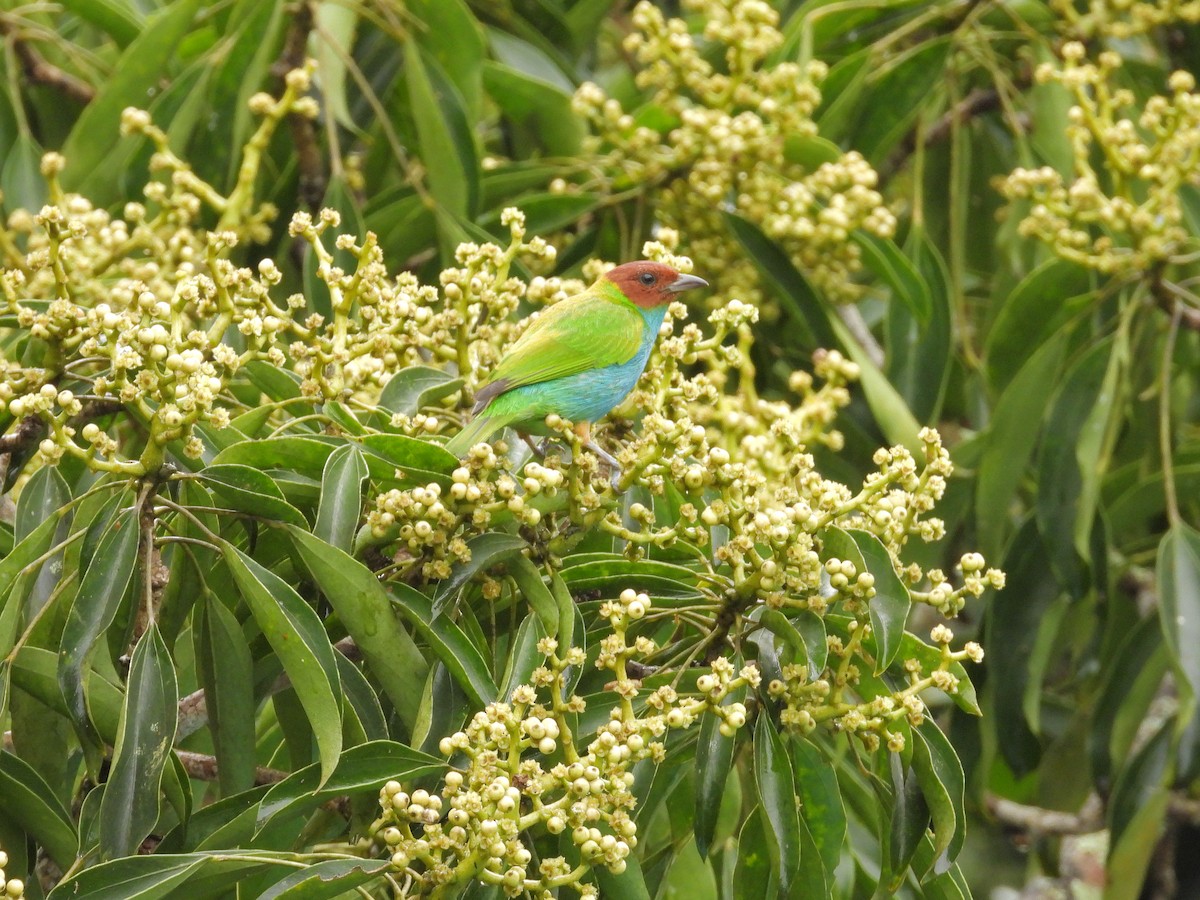 チャガシラフウキンチョウ - ML645970043