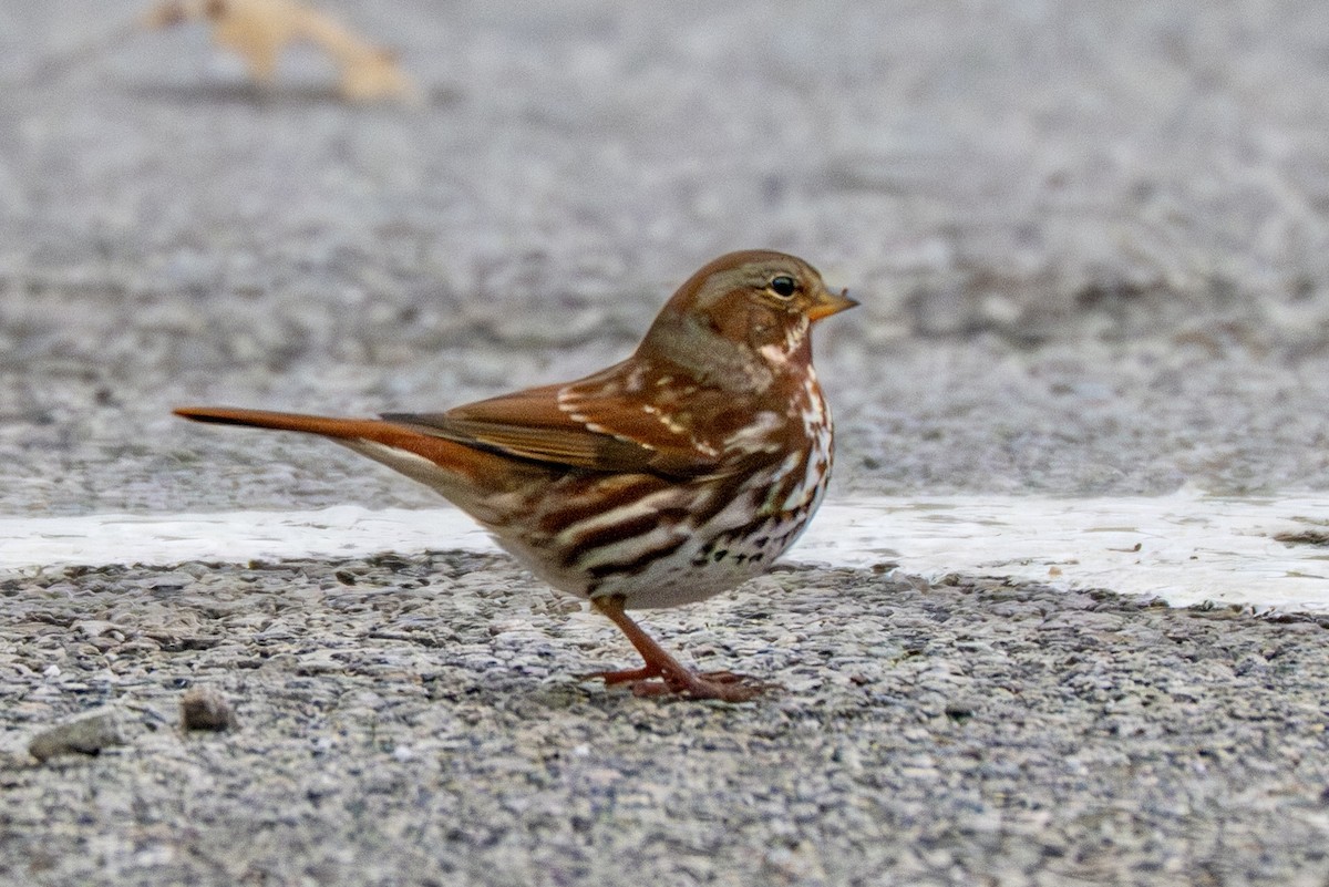 ゴマフスズメ - ML645970045