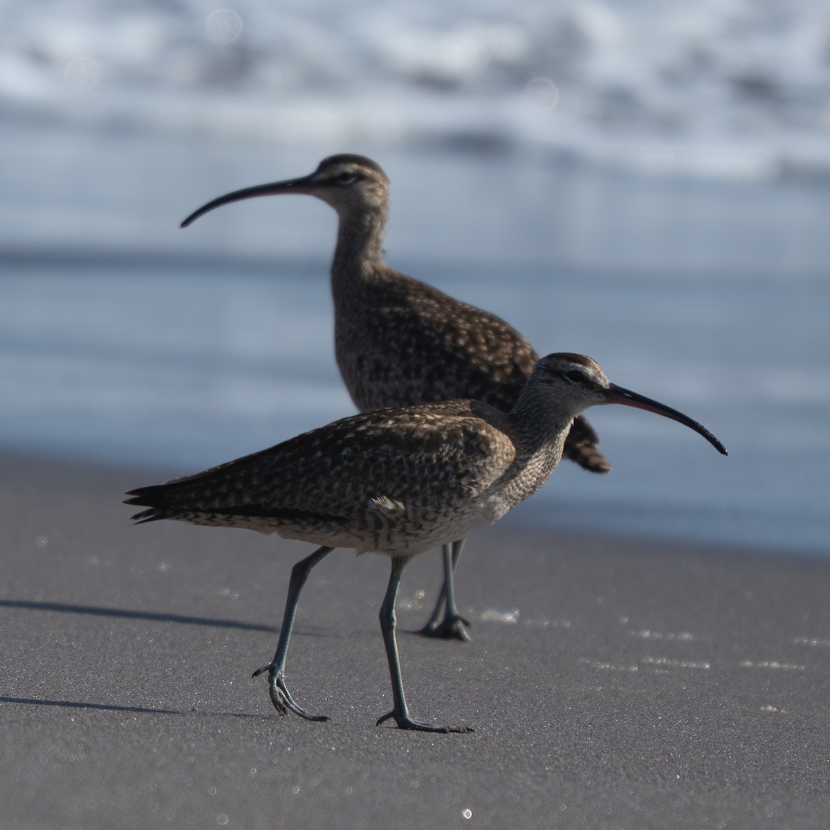 アメリカチュウシャクシギ - ML645970046