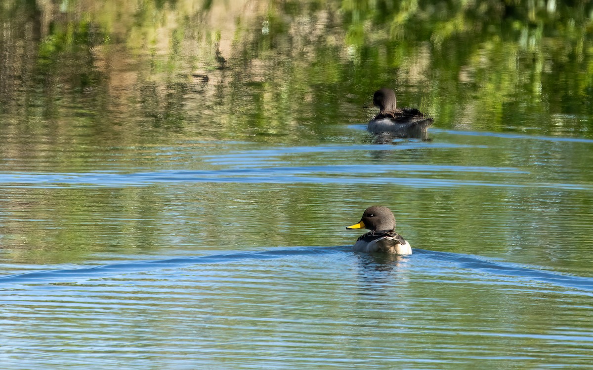 Yellow-billed Teal (oxyptera) - ML645970048