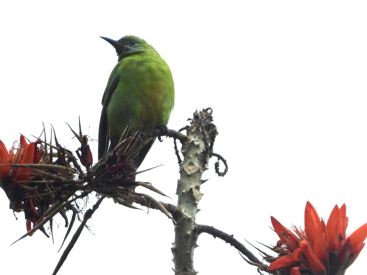 アカハラコノハドリ - ML645970049