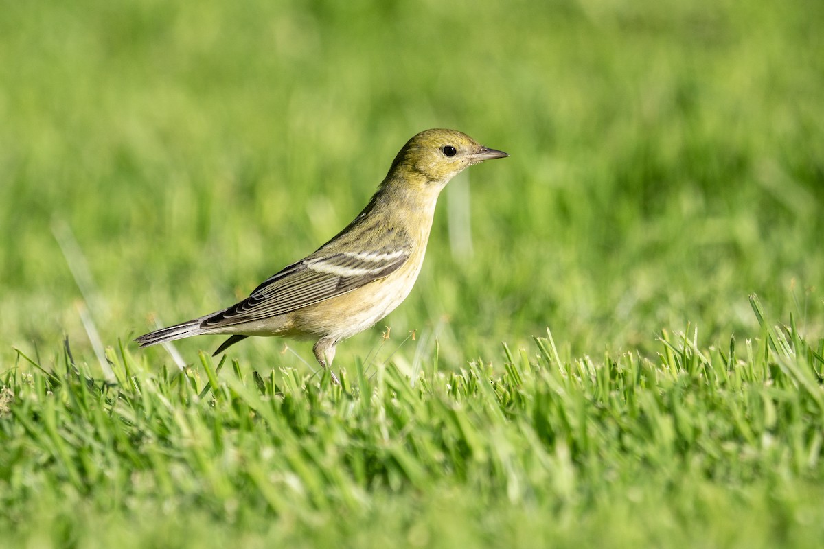 lesňáček kaštanový - ML645970050