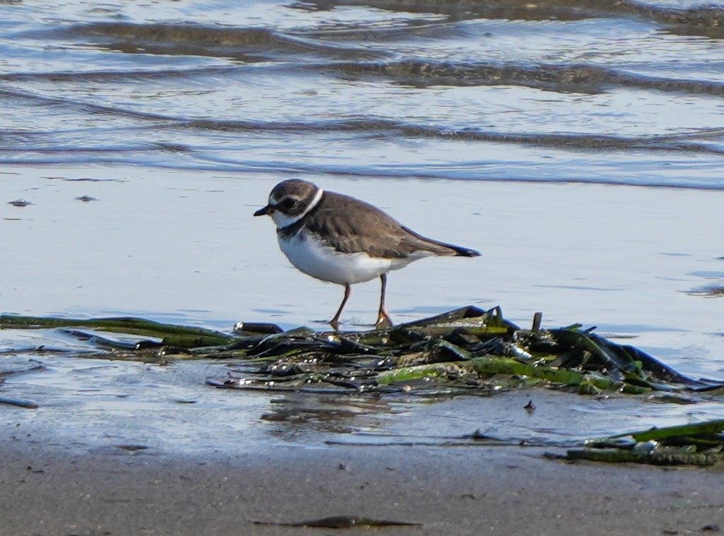 ミズカキチドリ - ML645970051