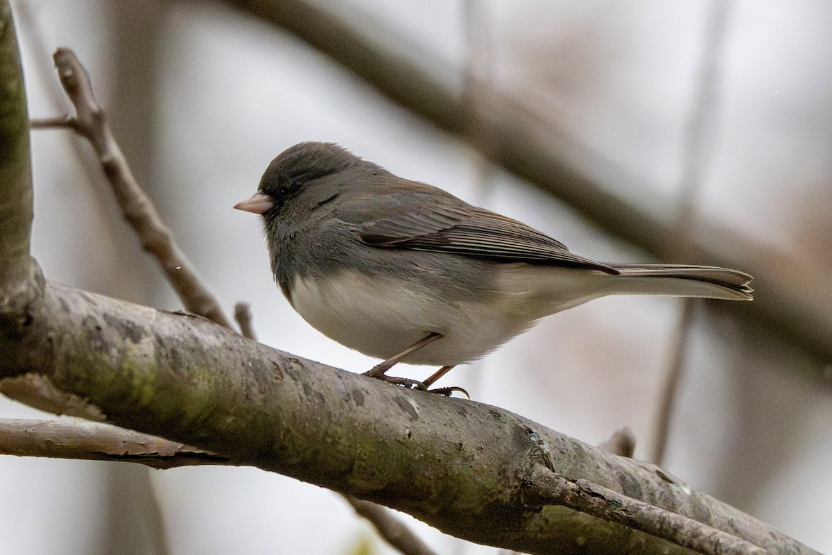 ユキヒメドリ - ML645970052