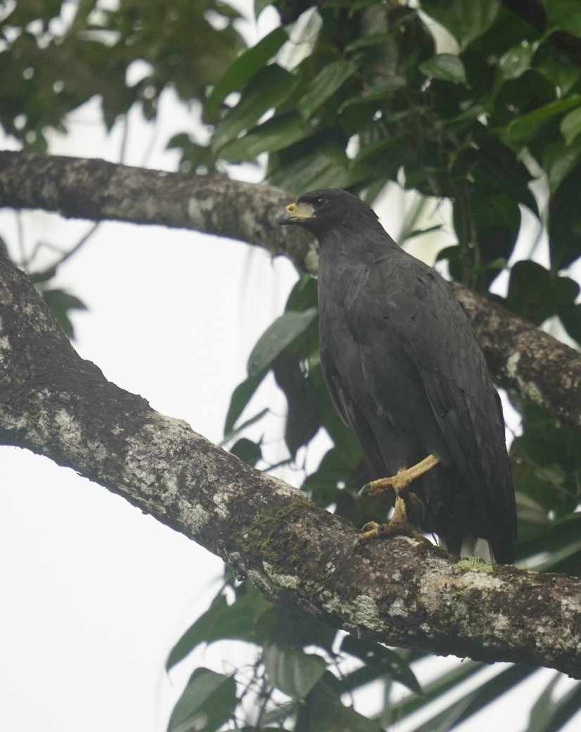 オオクロノスリ - ML645970054