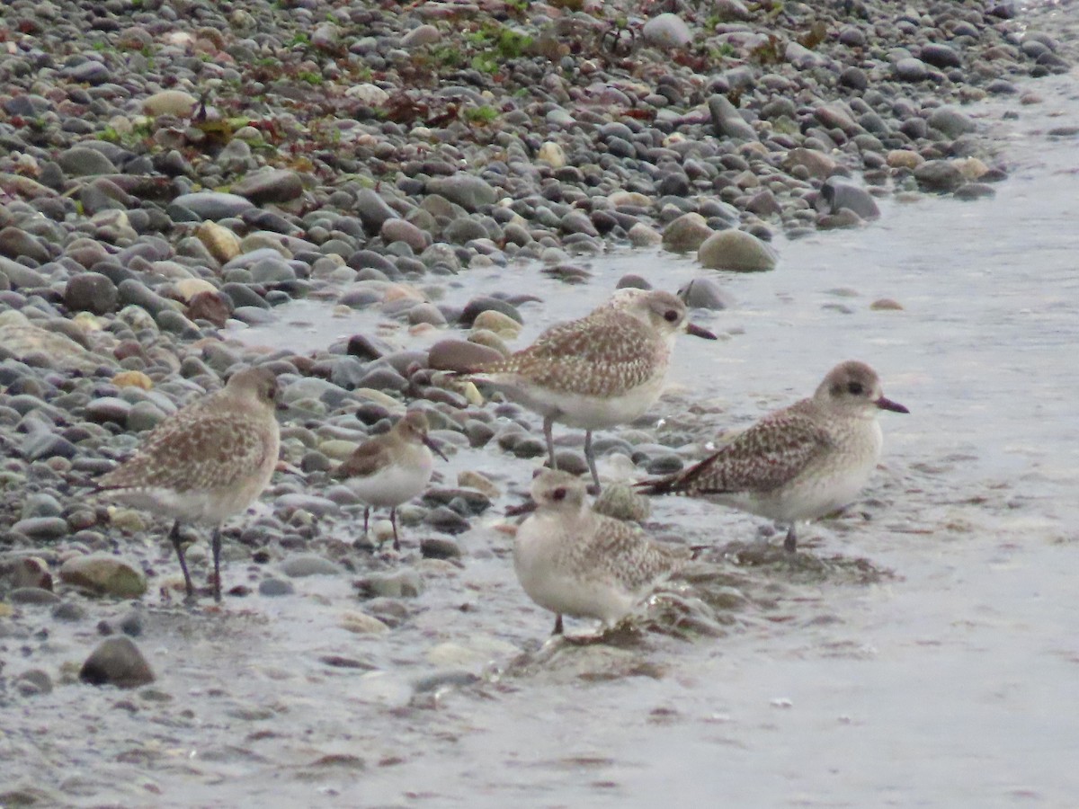 ダイゼン - ML645970055