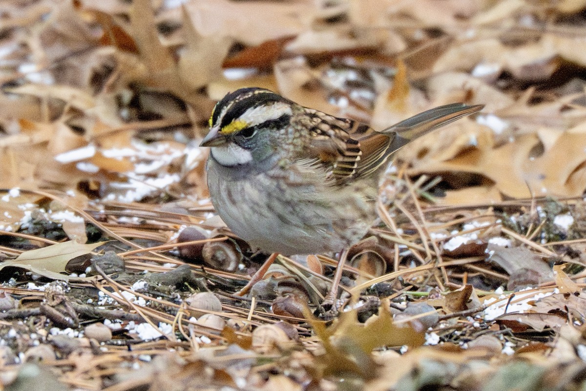 ノドジロシトド - ML645970056