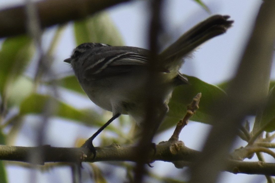 White-crested Tyrannulet - ML645970058