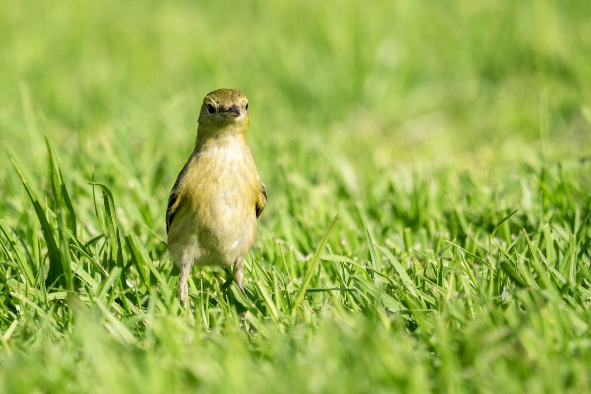 lesňáček kaštanový - ML645970060