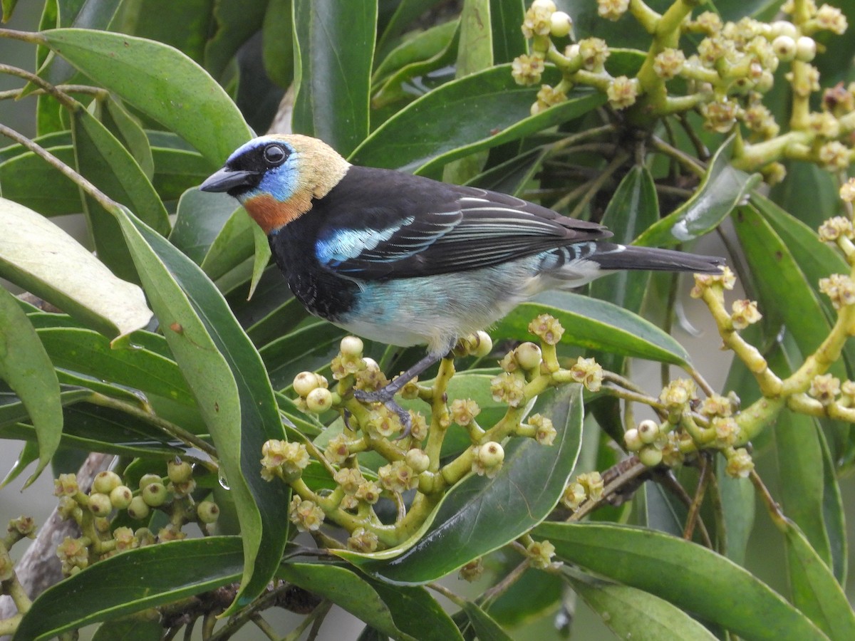 Golden-hooded Tanager - ML645970061