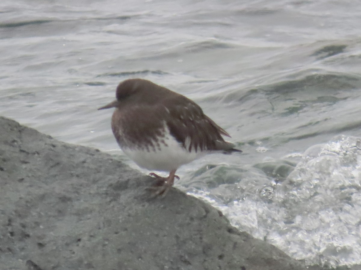 Black Turnstone - ML645970063