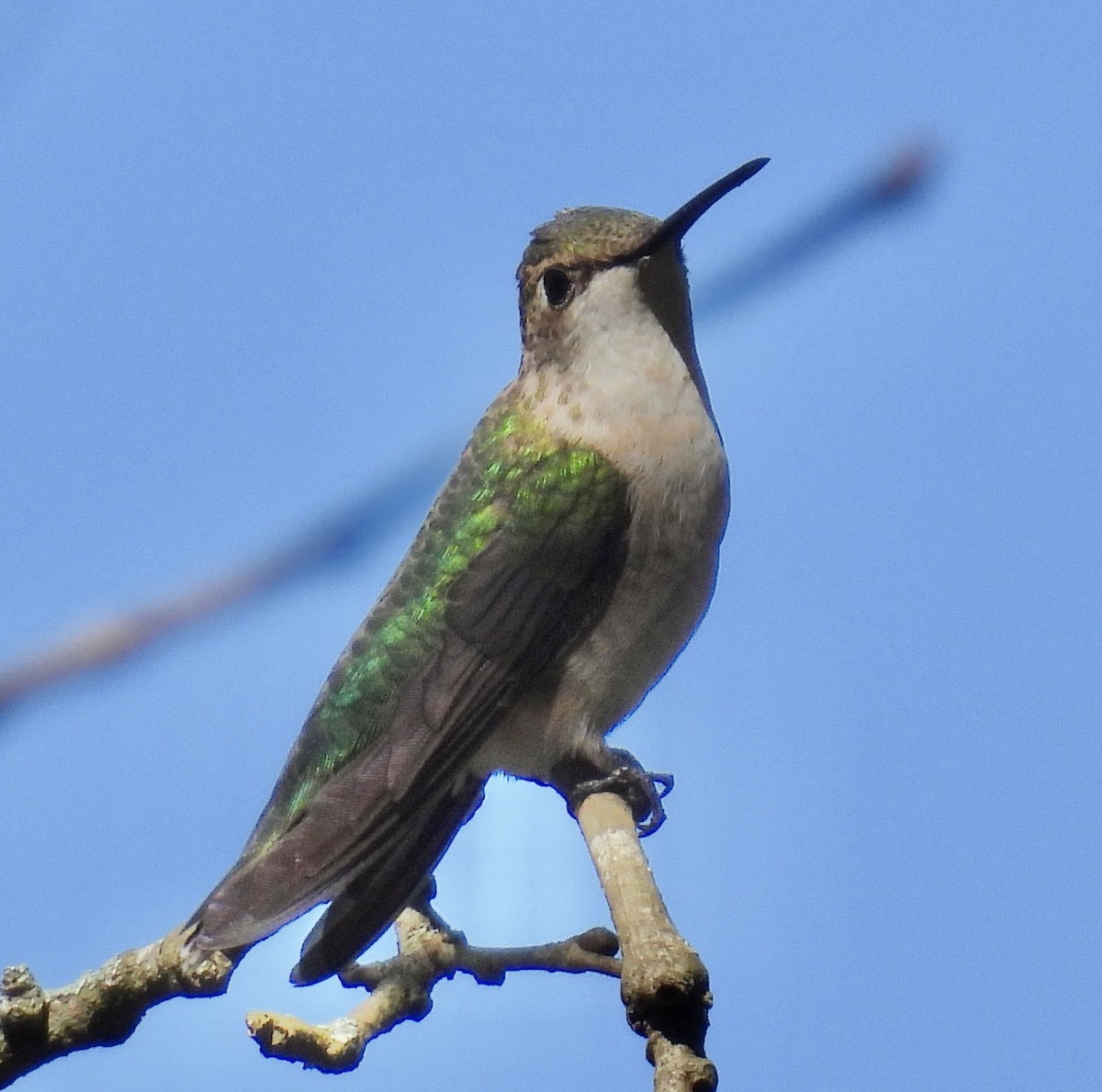 Ruby-throated Hummingbird - ML645970065