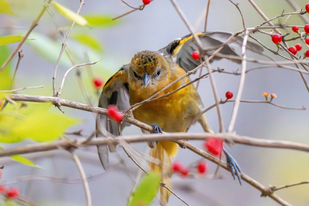 trupiál baltimorský - ML645970066