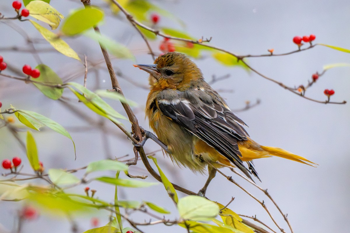 trupiál baltimorský - ML645970067