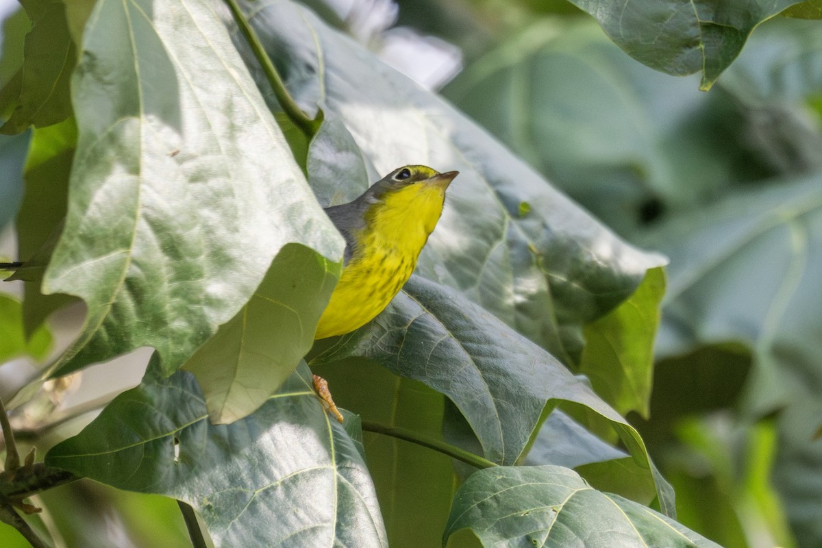 lesňáček kanadský - ML645970068