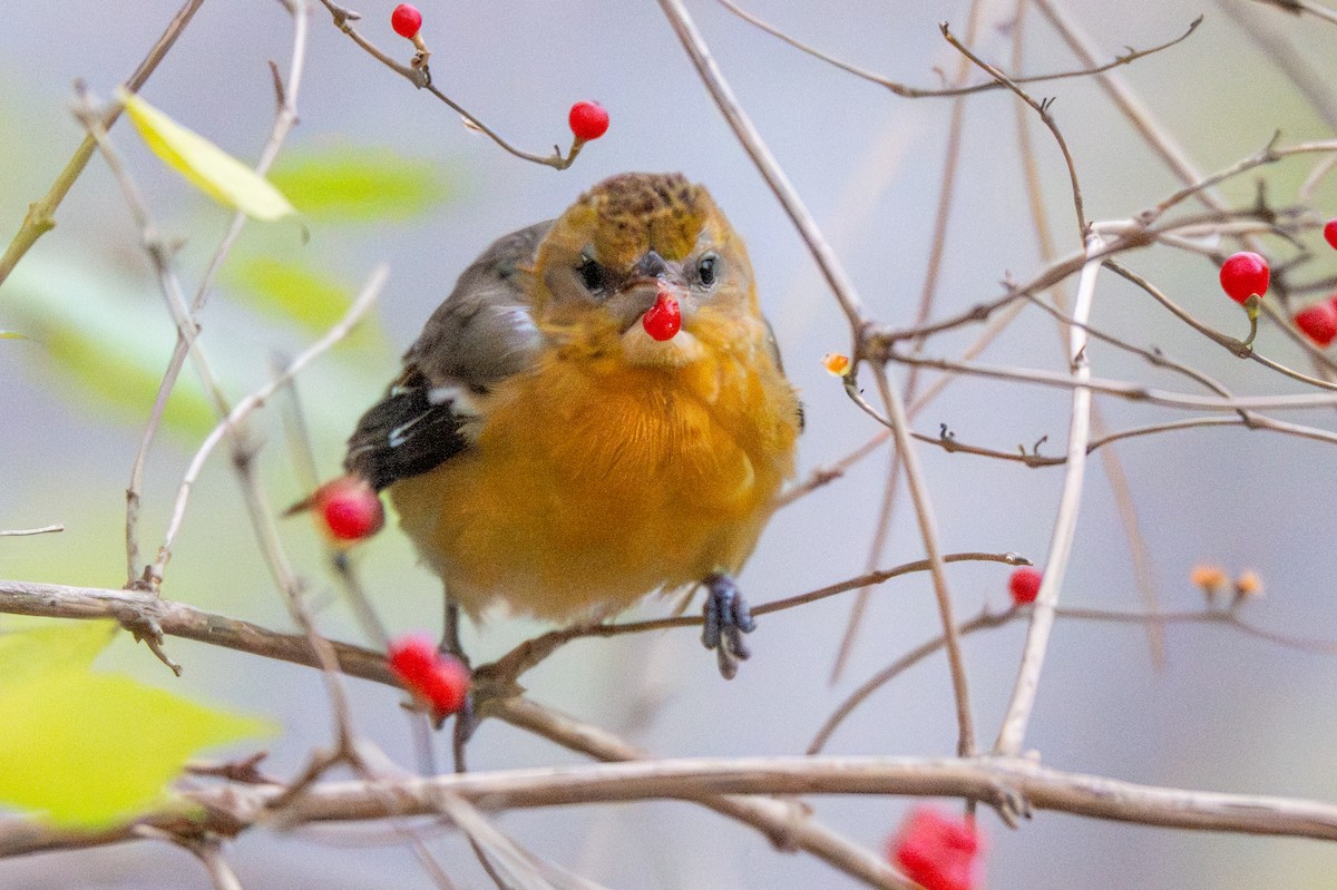 trupiál baltimorský - ML645970071