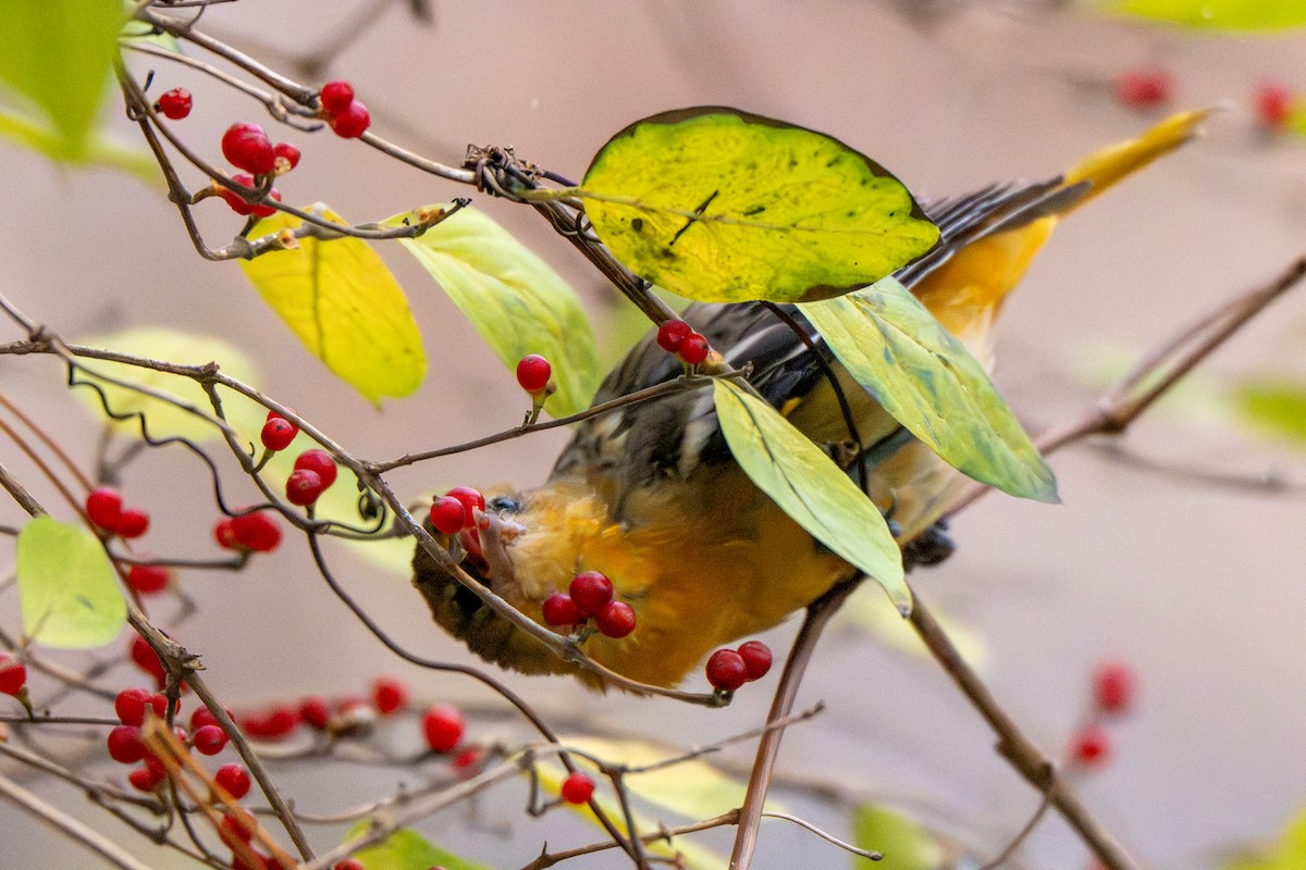 trupiál baltimorský - ML645970077