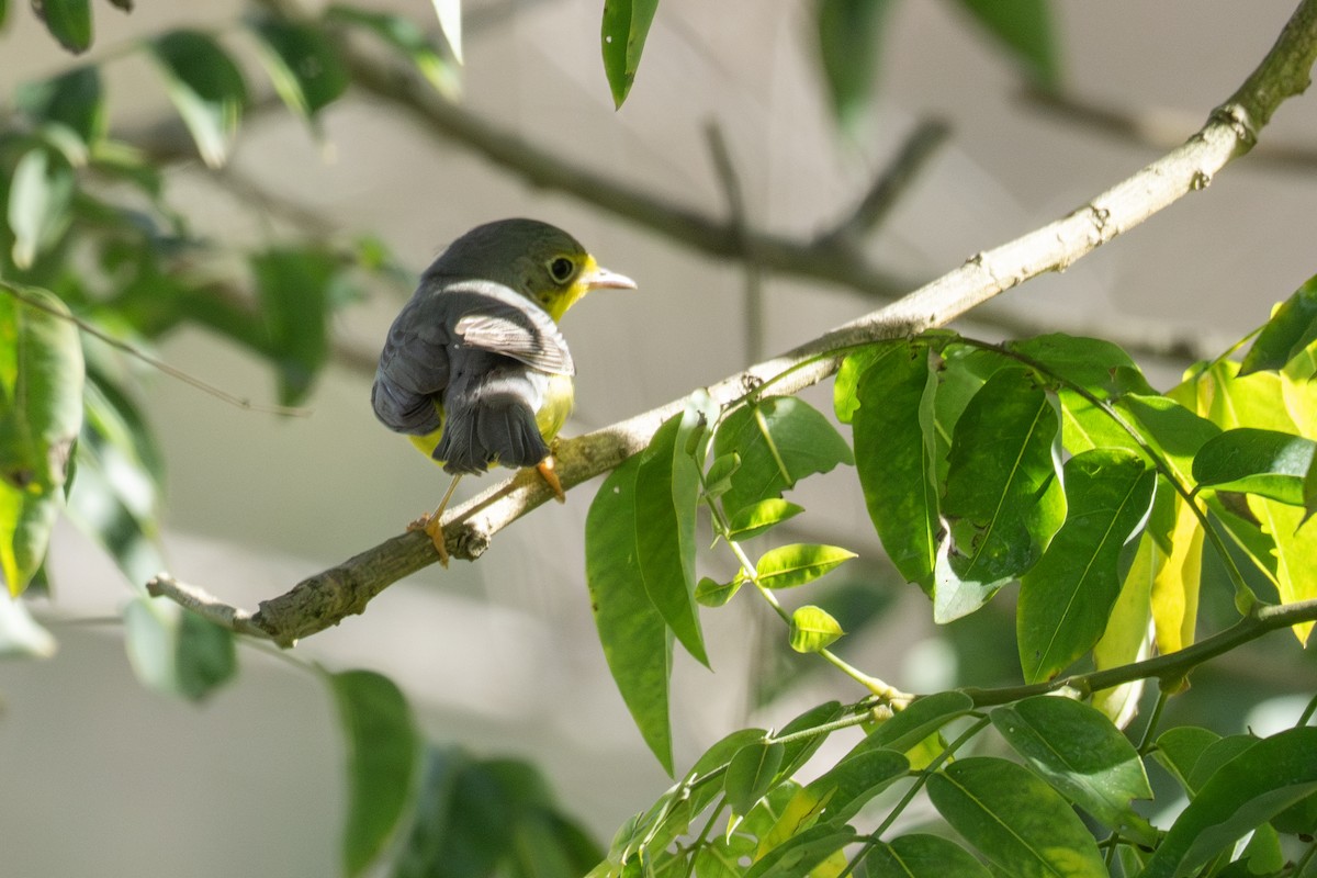 lesňáček kanadský - ML645970079