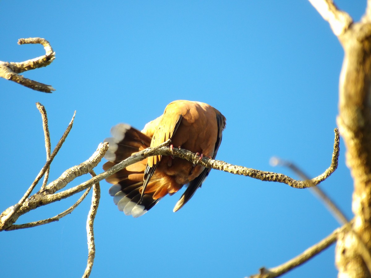 Zenaida Dove - ML645970083