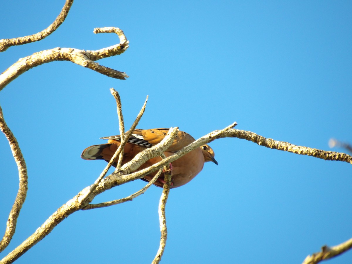 Zenaida Dove - ML645970084