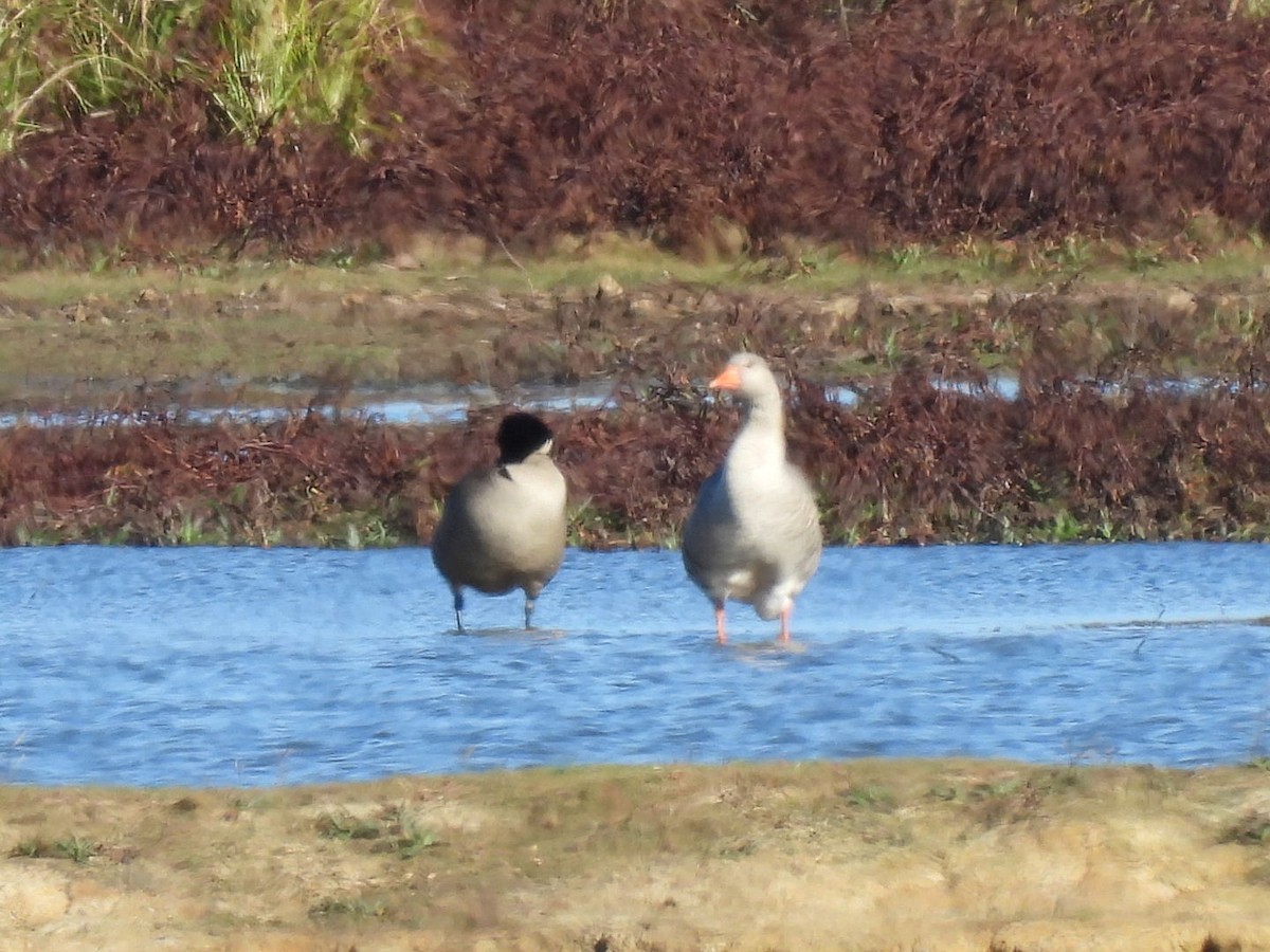 Гуска сіра - ML645970087