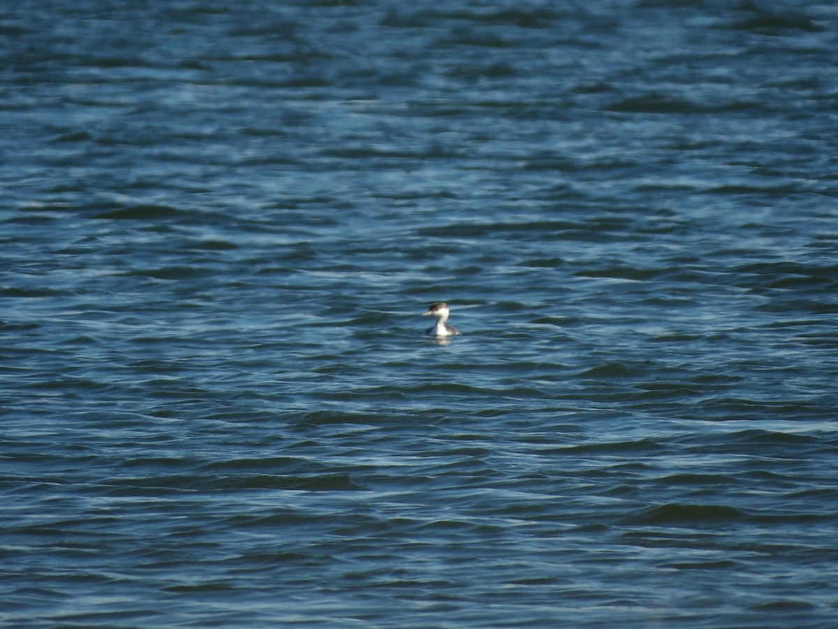 Txilinporta urrebelarria - ML645970088