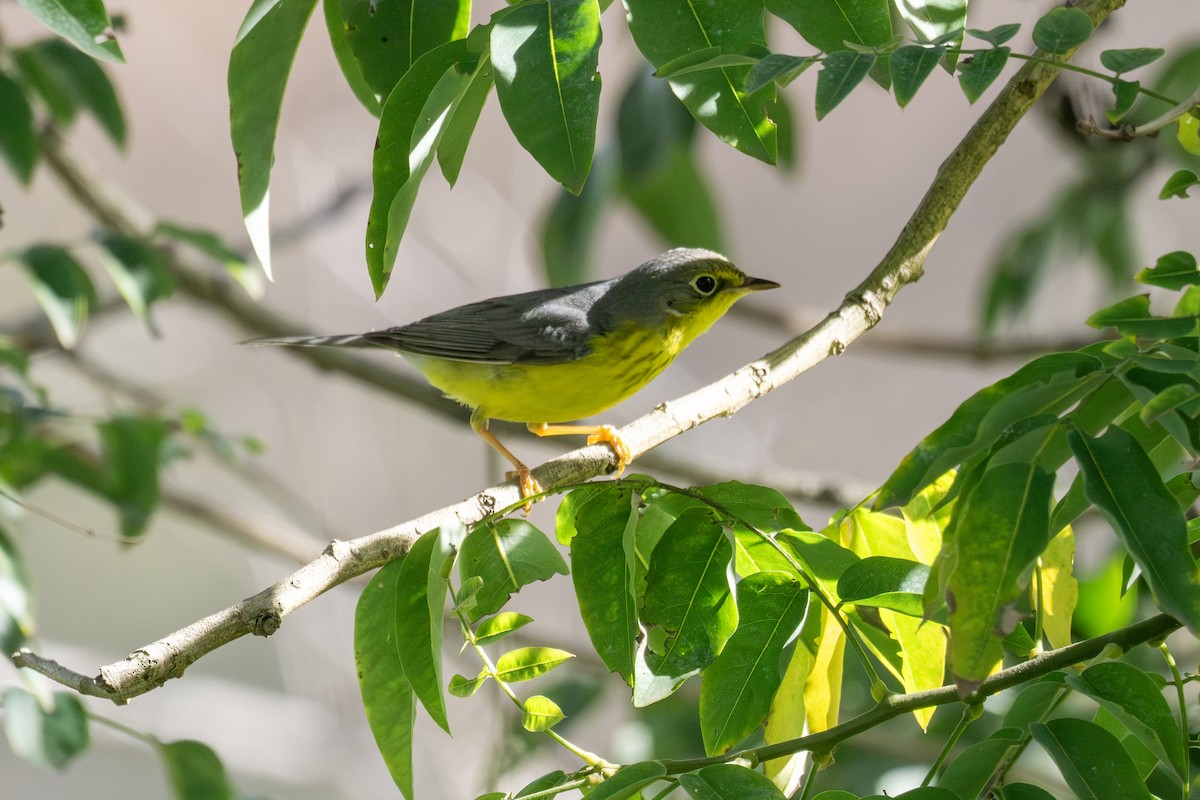 lesňáček kanadský - ML645970096