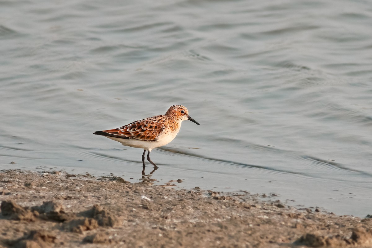 Little Stint - ML645970118