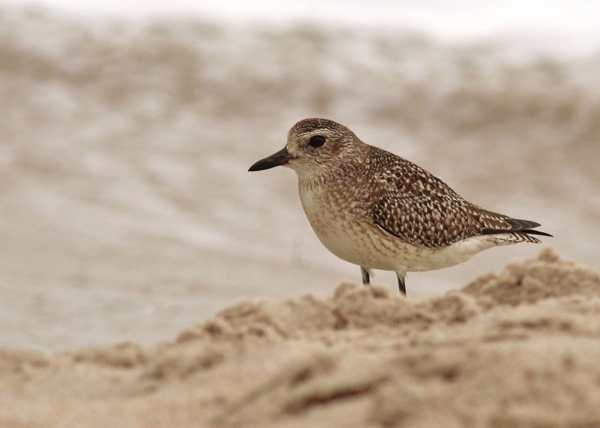 Black-bellied Plover - ML645970119