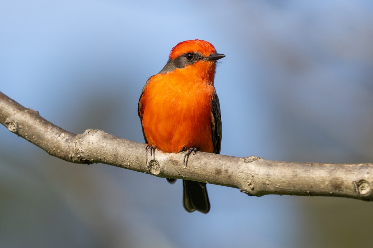 Vermilion Flycatcher - ML645970121