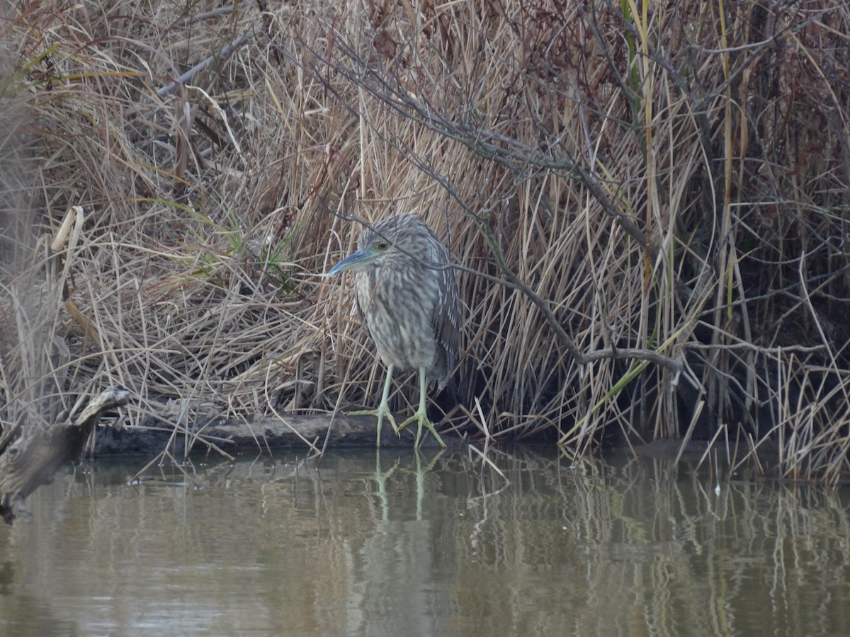 kvakoš noční - ML645970122