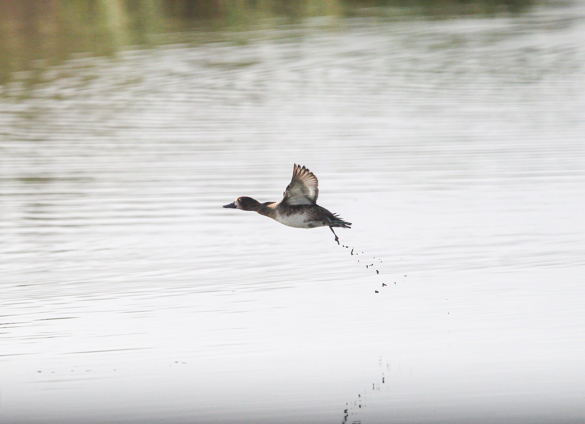 Lesser Scaup - ML645970123