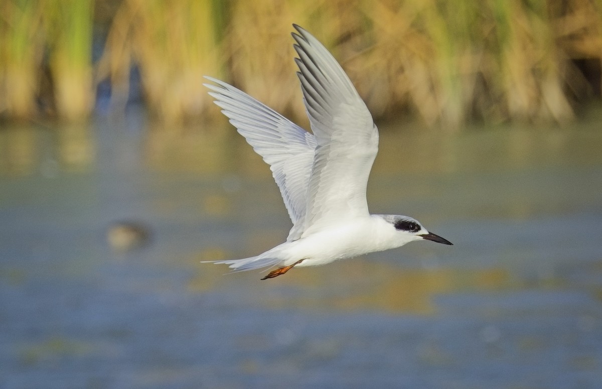 Крячок неоарктичний - ML645970124