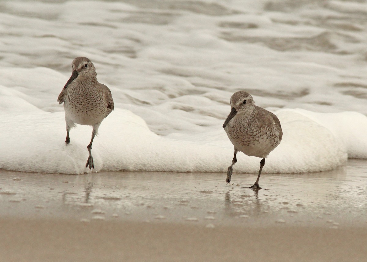 חופית להקנית - ML645970126