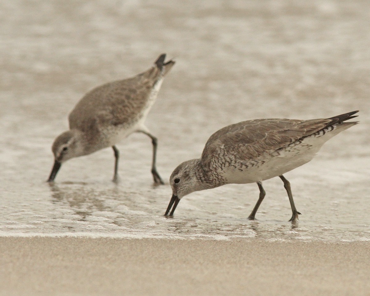 חופית להקנית - ML645970127