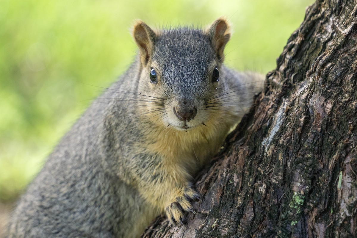 Squirrels - ML645970134