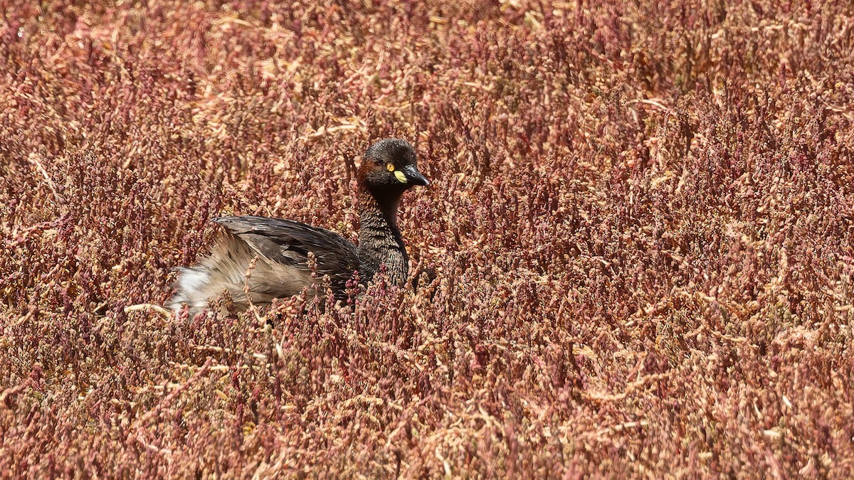 Australasian Grebe - ML645970135