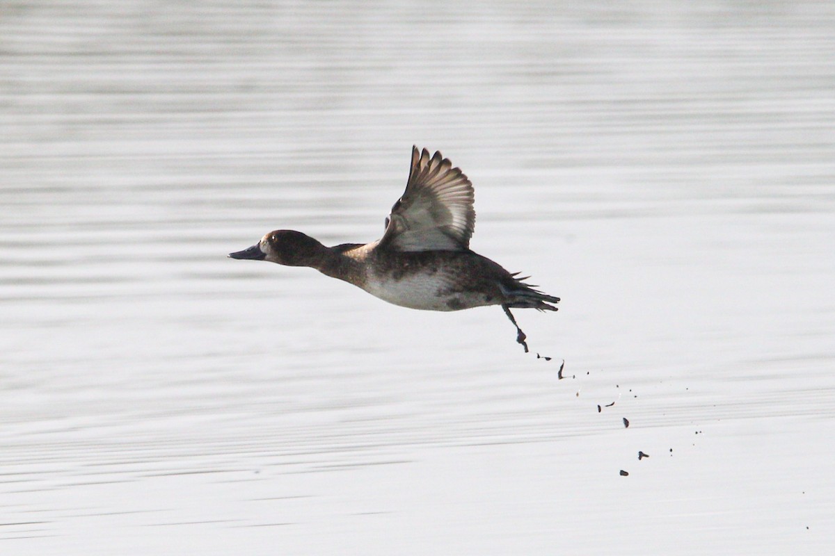 Lesser Scaup - ML645970136