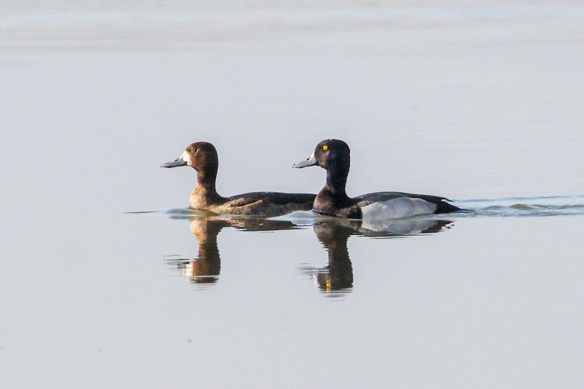 Lesser Scaup - ML645970137