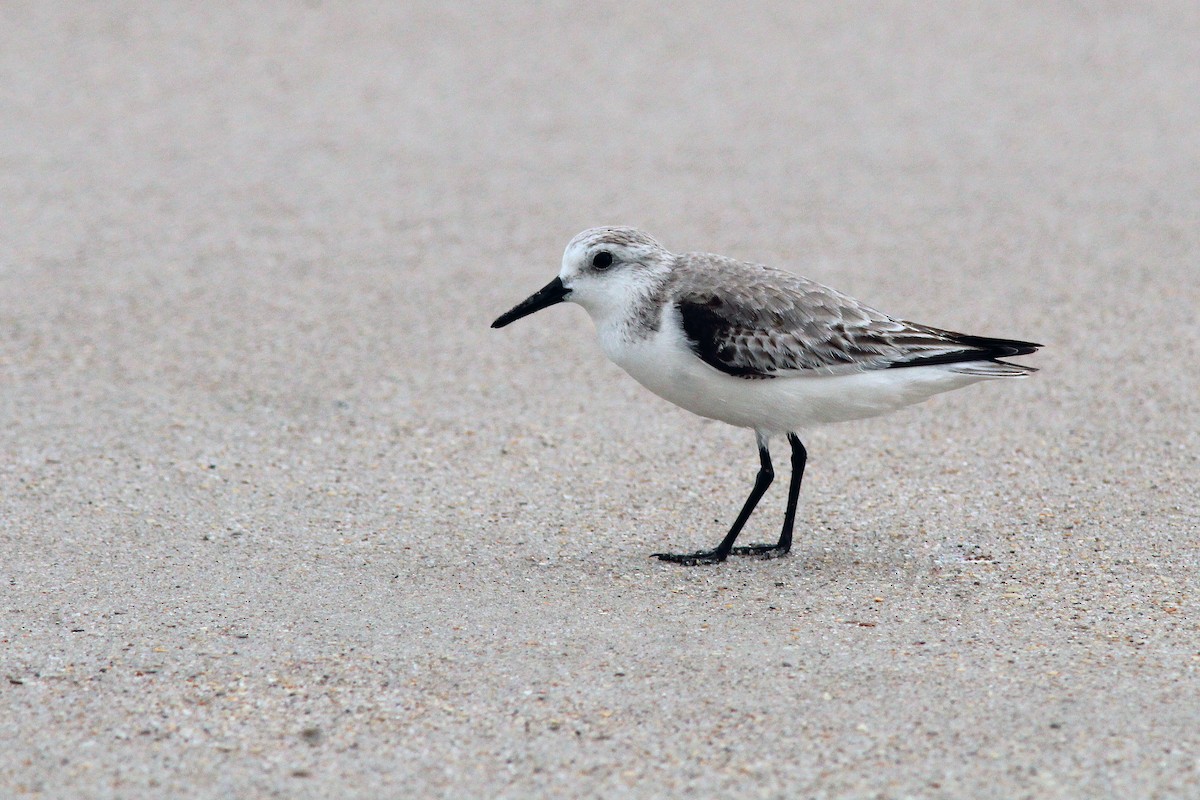 Txirri zuria - ML645970138