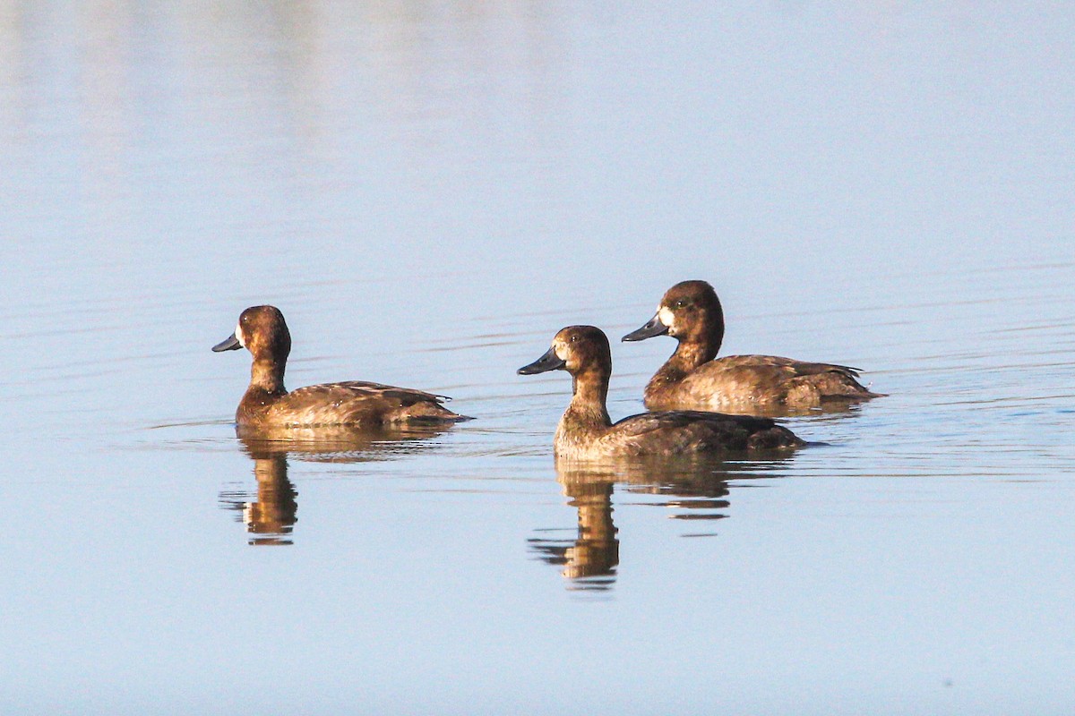 Lesser Scaup - ML645970140