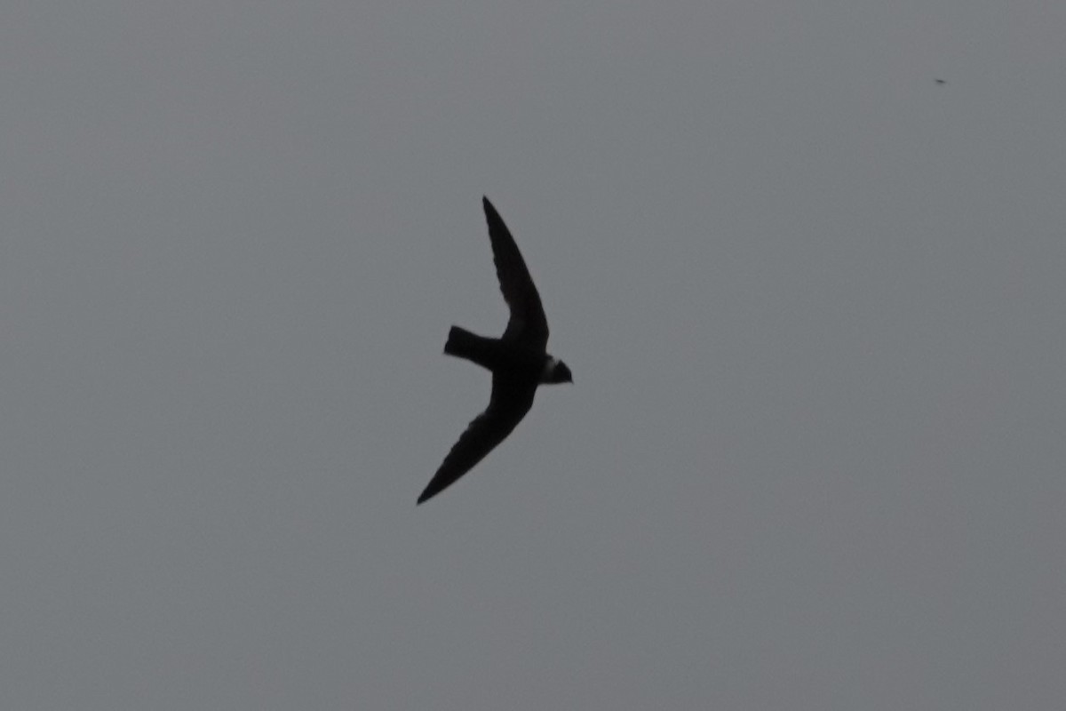 White-collared Swift - ML645970146