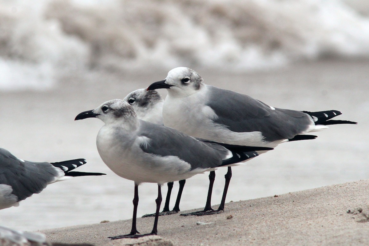 Laughing Gull - ML645970149