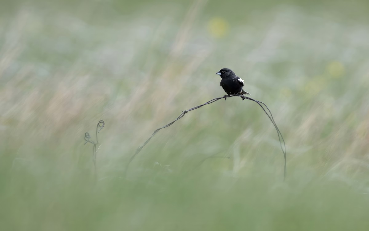 Prärieammer - ML645970169