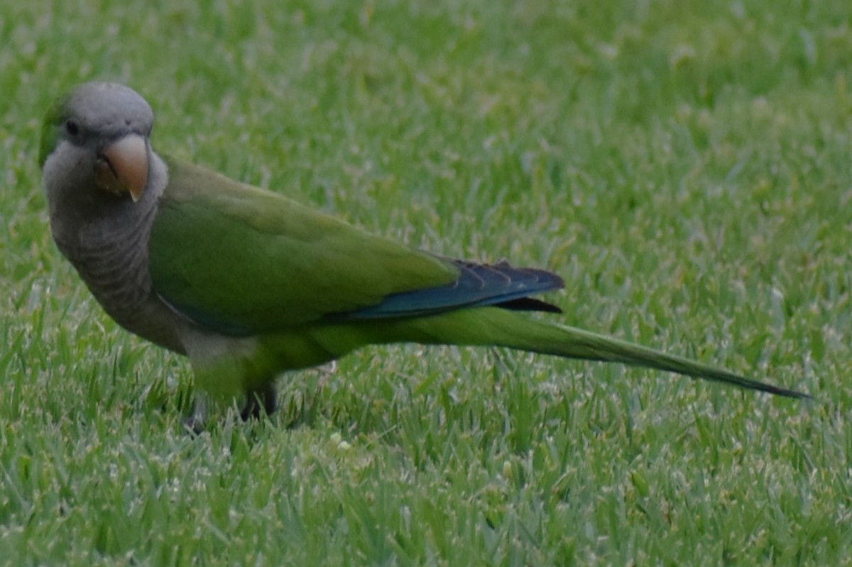 Калита сіроволий - ML645970170